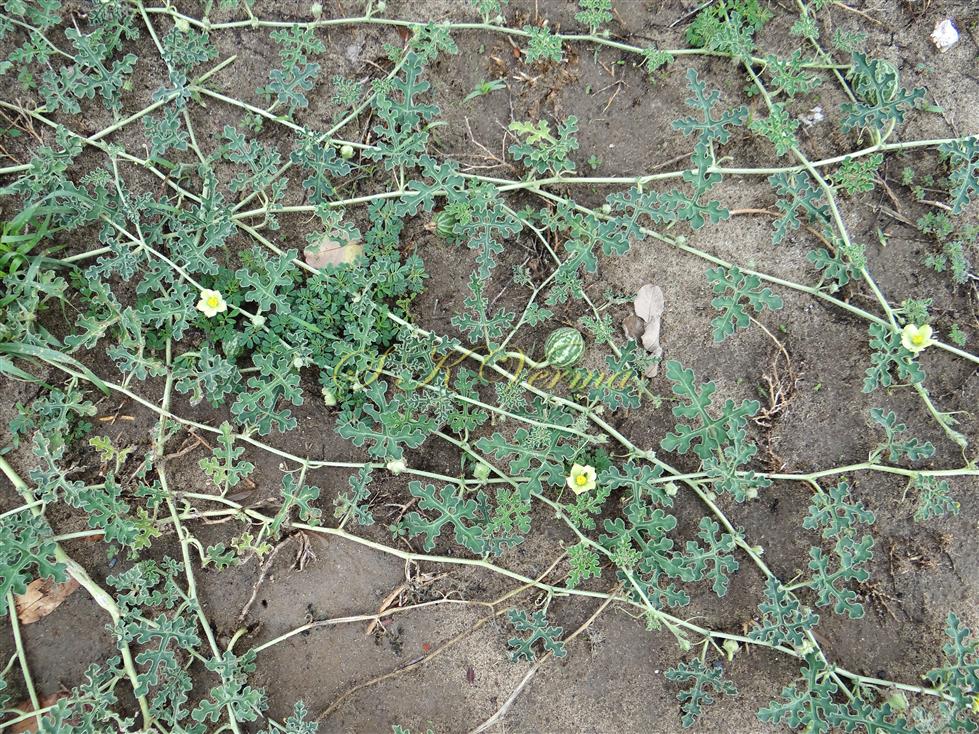  Plant
